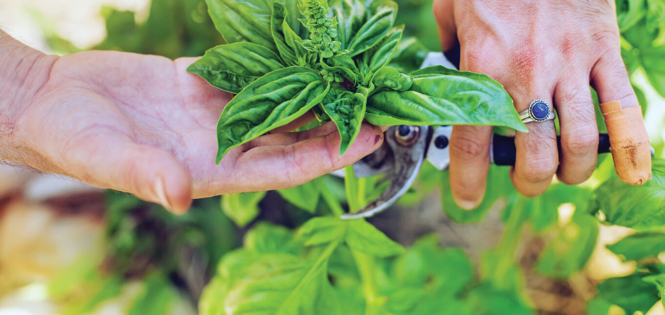 Pinching and Pruning to Increase Yield – Mother Earth News - Vimarsana News